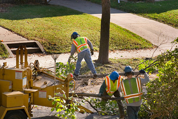 Best Storm Damage Tree Cleanup  in Caro, MI